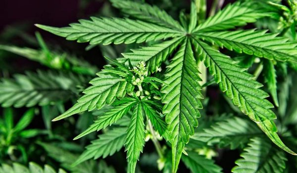 DEA propondrá reclasificar la marihuana como droga menos peligrosa