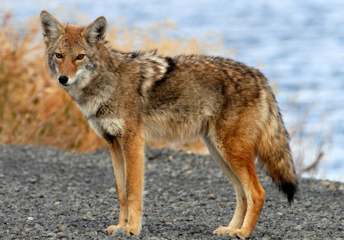 Advierten sobre ataques de coyotes en reserva natural de Oakdale