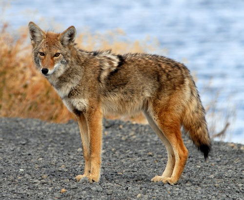 Advierten sobre ataques de coyotes en reserva natural de Oakdale