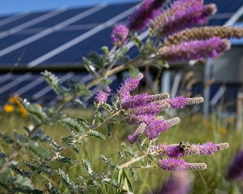 Pronostican inicio temprano de la temporada de alergias en Minnesota