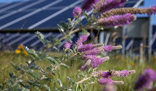 Pronostican inicio temprano de la temporada de alergias en Minnesota