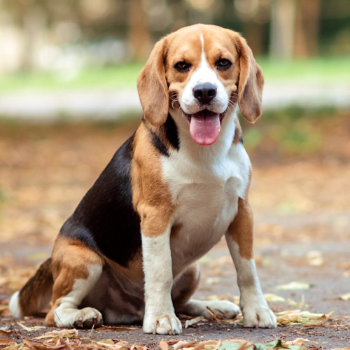 ¿Busca adoptar un perro? Decenas de beagles rescatados pronto estarán disponibles en Twin Cities