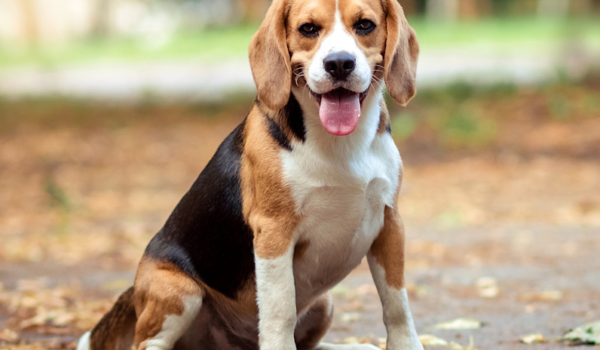 ¿Busca adoptar un perro? Decenas de beagles rescatados pronto estarán disponibles en Twin Cities