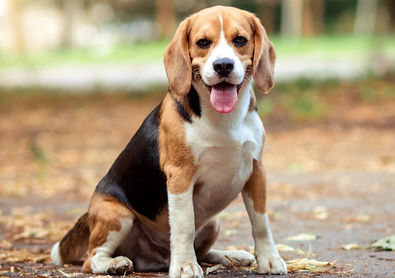 ¿Busca adoptar un perro? Decenas de beagles rescatados pronto estarán disponibles en Twin Cities