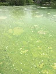 Autoridades de Minneapolis recomiendan evitar el lago Nokomis por presencia de algas tóxicas