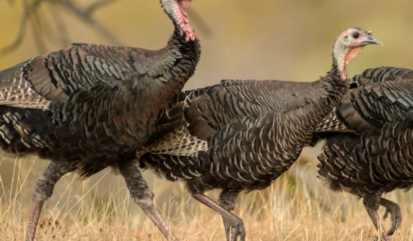 Camión con unos 800 pavos vuelca en carretera de Dakota County y provoca un inusual operativo de rescate