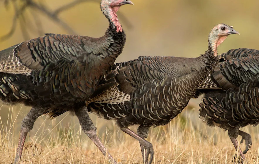 Camión con unos 800 pavos vuelca en carretera de Dakota County y provoca un inusual operativo de rescate