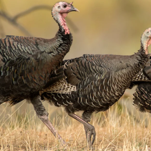 Camión con unos 800 pavos vuelca en carretera de Dakota County y provoca un inusual operativo de rescate