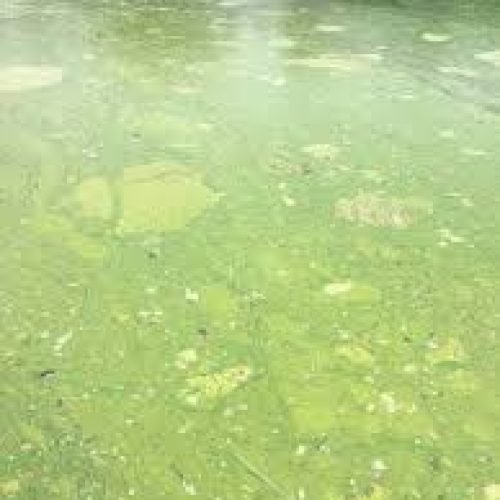 Autoridades de Minneapolis recomiendan evitar el lago Nokomis por presencia de algas tóxicas
